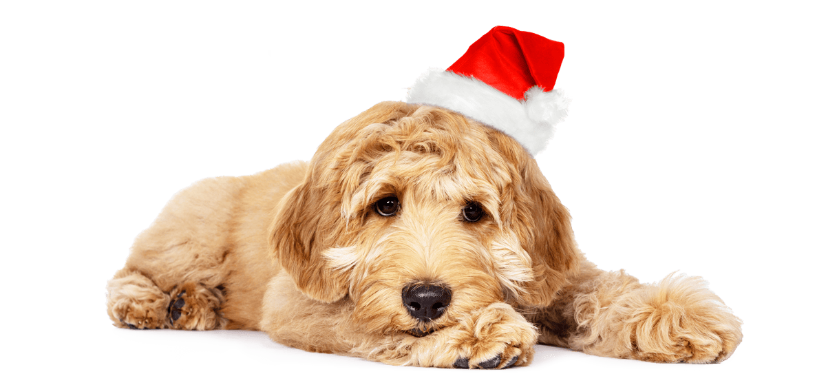 Sweet dog Tom with a party hat